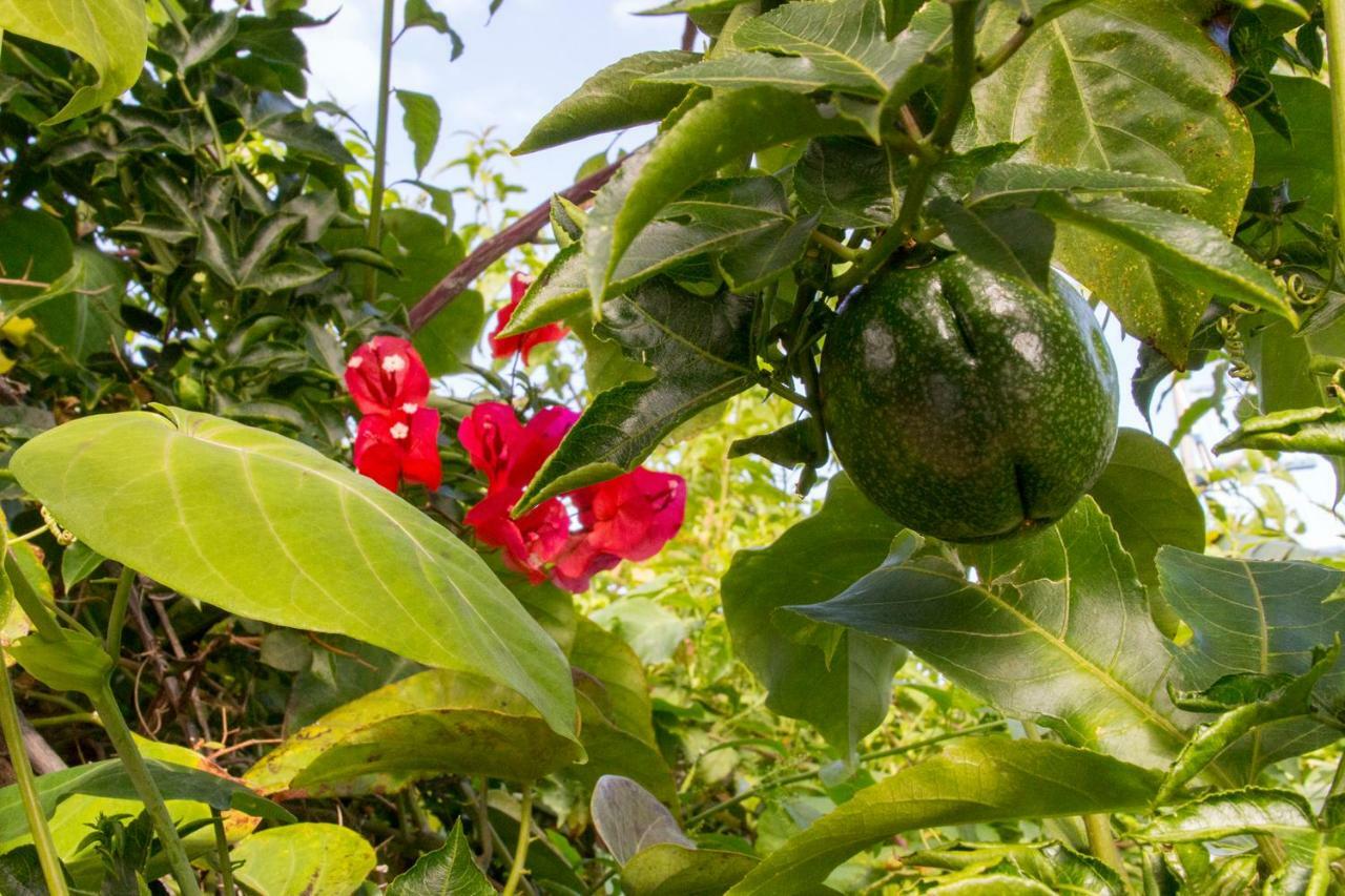 Appartamento Bodega Goyo Puntallana Esterno foto