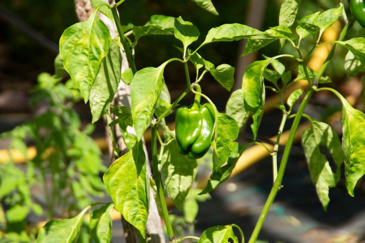 Appartamento Bodega Goyo Puntallana Esterno foto