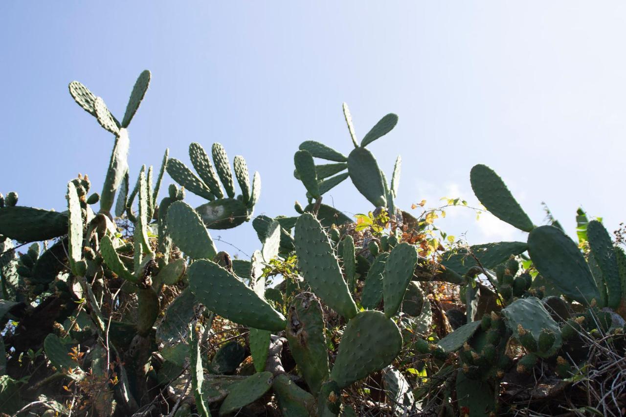 Appartamento Bodega Goyo Puntallana Esterno foto