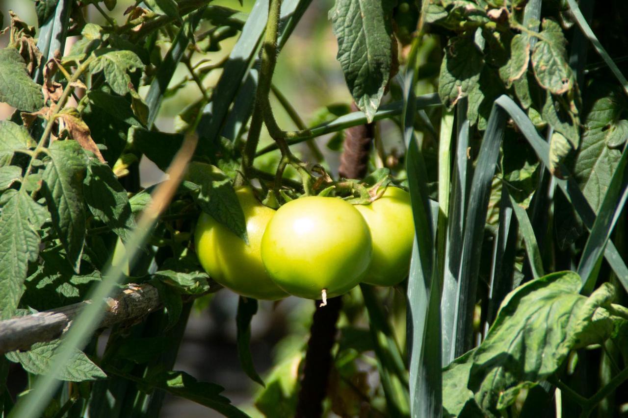 Appartamento Bodega Goyo Puntallana Esterno foto